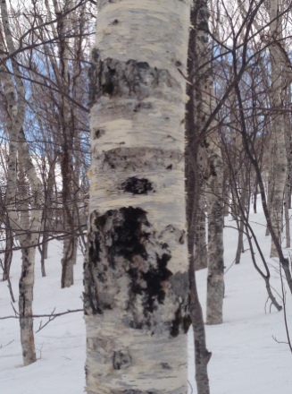 Silver birches lined the slopes.