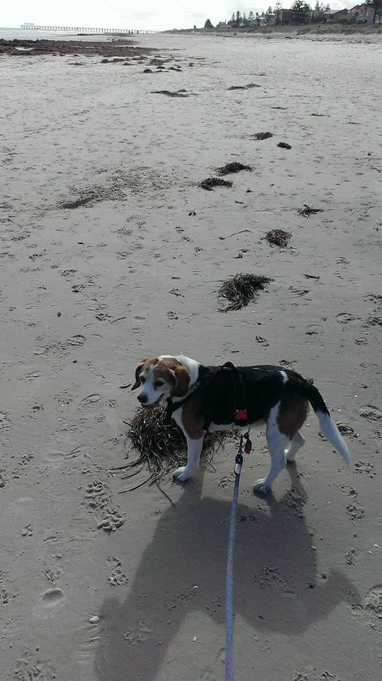 Lottie the beagle